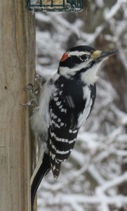 The Hairy that hits our suet daily should be an easy New Year's Day county tick.
