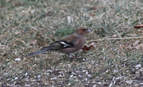 Harry, a chaffinch similar to this one, attracted many birders to Margie's kitchen.