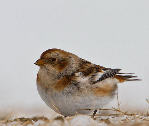 Snow Buntings will be one of the target birds for Central Vermont GBBC birders.  photo by omarrun