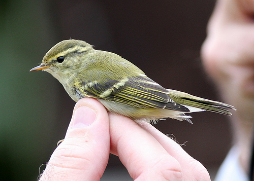 Vagrants are wonderful treasures from far away that we cannot keep and cannot save. photo of yellow-browed warbler by sussexbirder