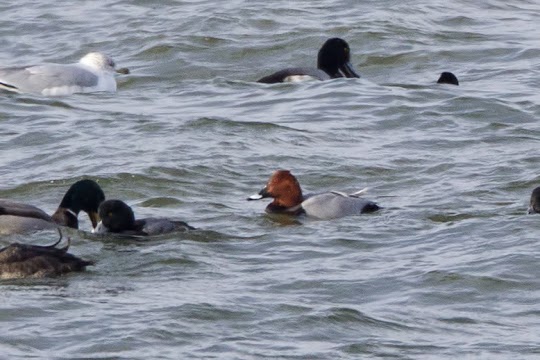 Common Pochard taken Jan. 2 by Larry Master