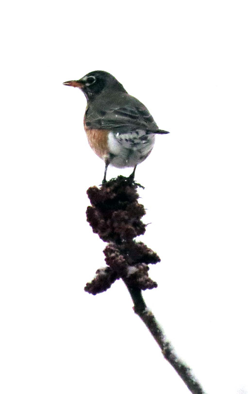American Robin in light snowfall, on sumac.  Canon PowerShot SX50 HS. 1/1600ƒ/7.1ISO 1250154.8 mm