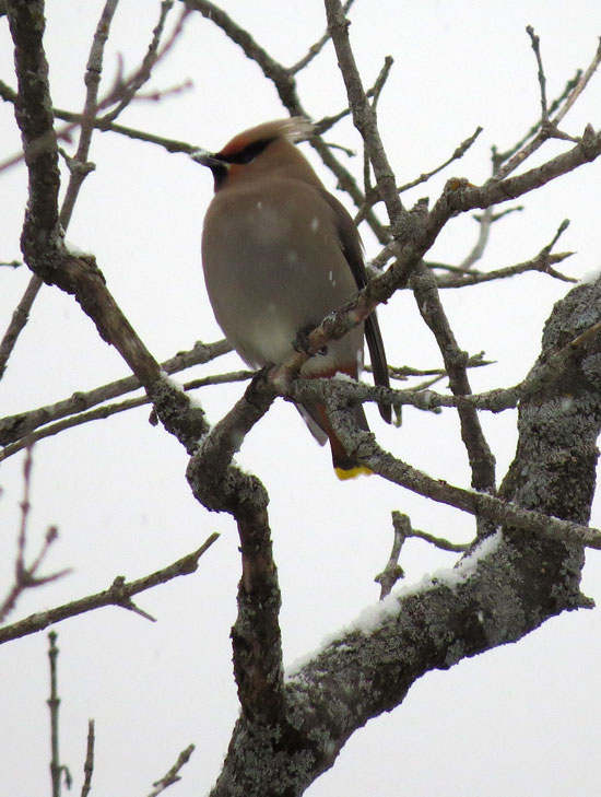 Bohemian Waxwing in light snow.  Canon PowerShot SX50 HS.  Settings: 1/400ƒ/6.5ISO 400215 mm