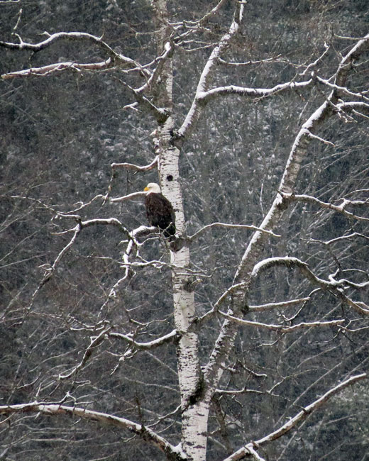 Bald Eagle, Berlin, VT  CanonPowershot SX50HS 1/400ƒ/6.5ISO 1250 215 mm