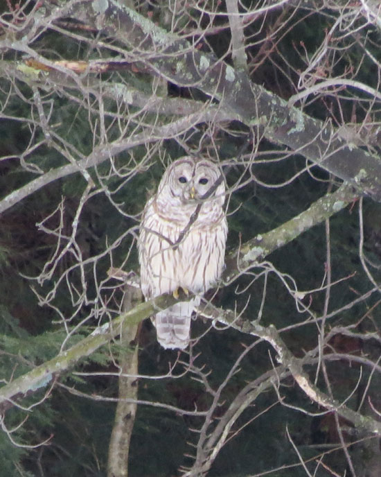 A Barred Owl in Moretown, VT. Canon PowerShot SX50 HS. Settings: 1/125ƒ/6.5ISO 800215 mm