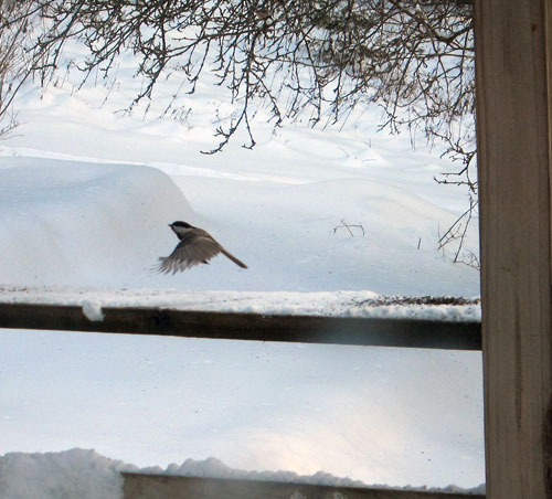 Our first bird of 2013 was a Black-capped Chickadee.  photo by Mac Mansfield.