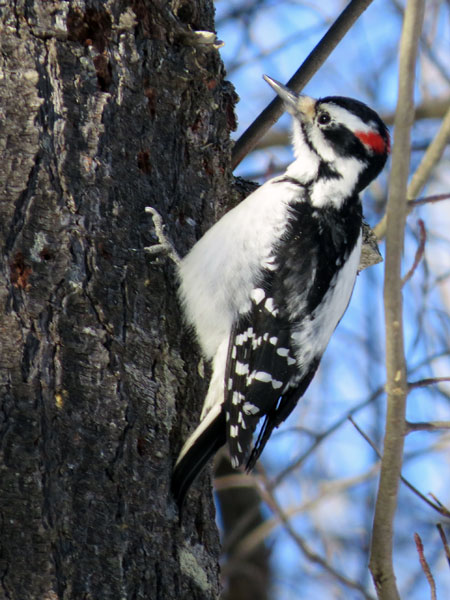 A male Hairy Woodpecker  Canon PowerShot SX50 HS  1/160ƒ/6.5ISO 250215 mm