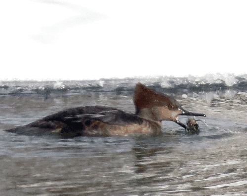 After a dive, coming up with some chow.