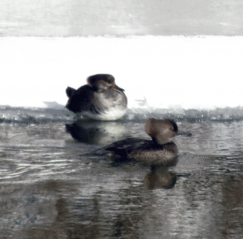 Here she is with her sister who is doing the foraging.