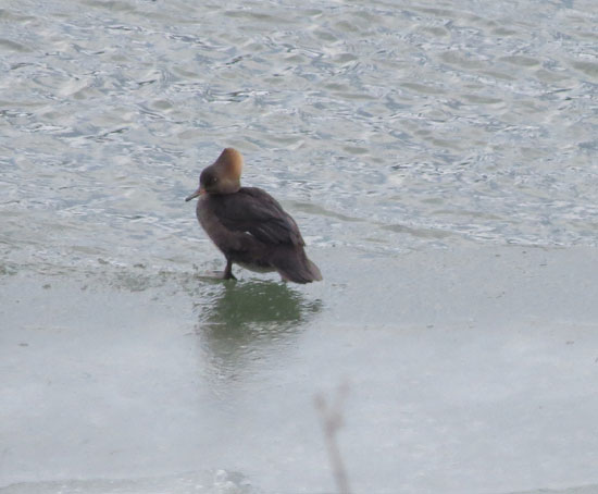They then stood on the ice at the edge of the river.