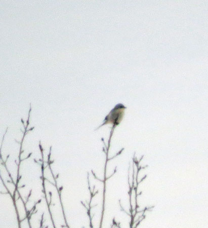 Life bird 355.  Hope to see it closer for a better photo.