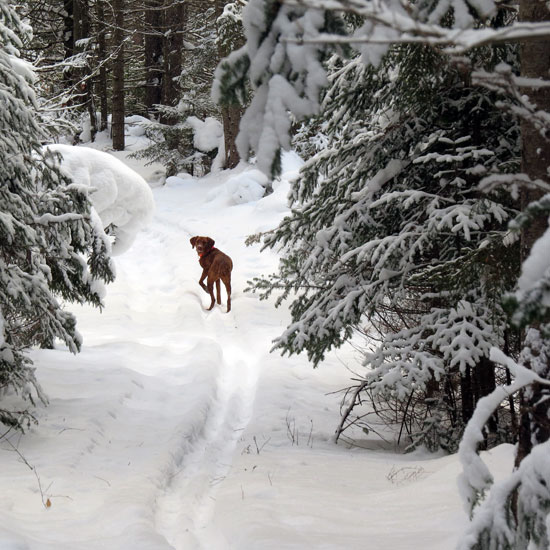 "Hey Dad, why do you keep stopping and checking the trees?  Let's go!"