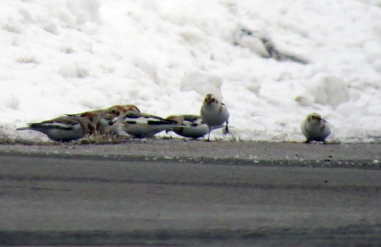 Snow Buntings working the edge of a driveway.  County bird #19 for 2013.