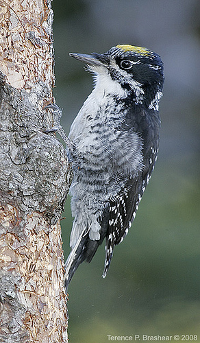 The Northern Three Toed Woodpecker breeds in North America, from northern Alaska, across Canada's boreal regions, through northern Saskatchewan, to north-central Labrador and Newfoundland. In Eurasia, south of tree line in Scandinavia and Siberia. Prefers coniferous forest and burntlands; less frequently mixed forest. Cavity nests generally placed in dead tree, usually conifer or aspen; sometimes nests in utility poles. photo by Superior National Forest