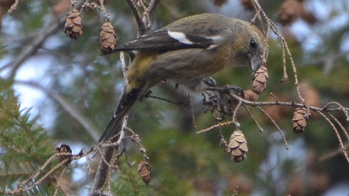 Adult female White-winged Crossbill.  photo by Wildreturn
