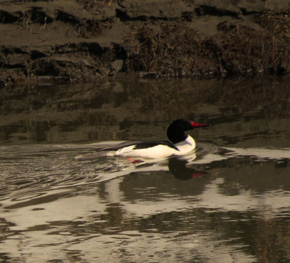 This Common Merganser was one of the quiet birds I saw yesterday.