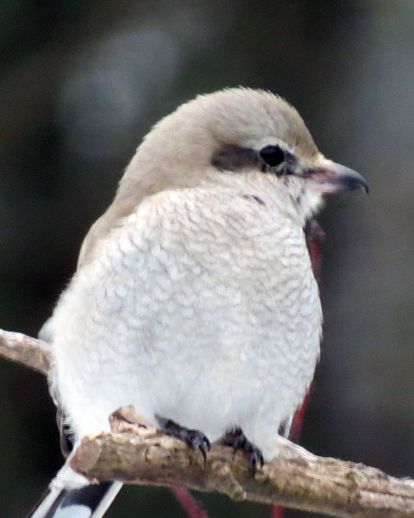 NShrike1W