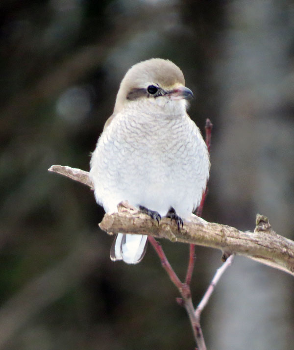NShrike2W
