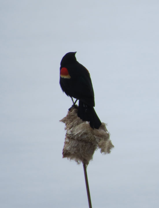 One of the many RWBBs that I saw, and heard, yesterday.