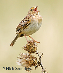 Grasshopper Sparrow Photo: Nick Saunders