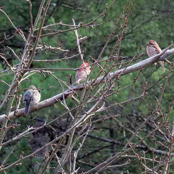 The Song Sparrow to the right looks too red and the Dark-eyed Junco looks too light but it was just the afternoon lighting angle.