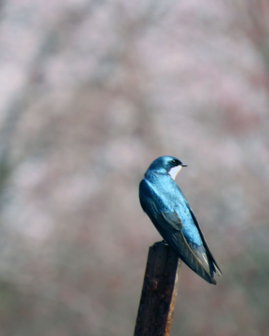 There were hundreds of Barn Swallows feeding and nesting.  The air was full of them.