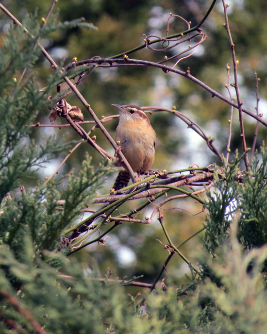 This Carolina Wren watched me as I stopped to photograph it.