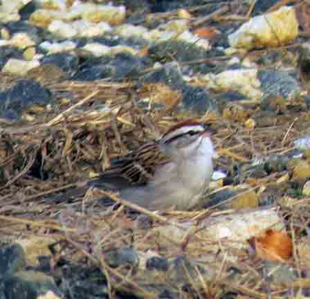 My FOY Chipping Sparrow greeted me as I walked in the access road.