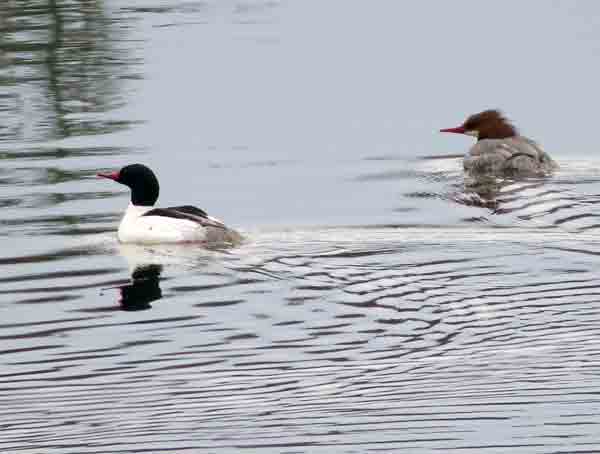 The first birds we saw on the water were these Common Mergansers.