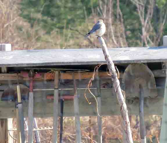 Meanwhile, Mrs Bluebird was watching it all far away in the community garden.