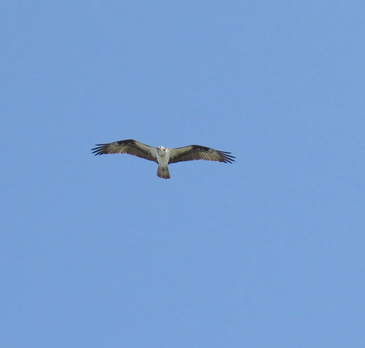 And the other parent just hovered over the scene in the stiff breeze, giving me some great looks.