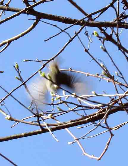 A Ruby-crowned Kinglet comes in for a landing.