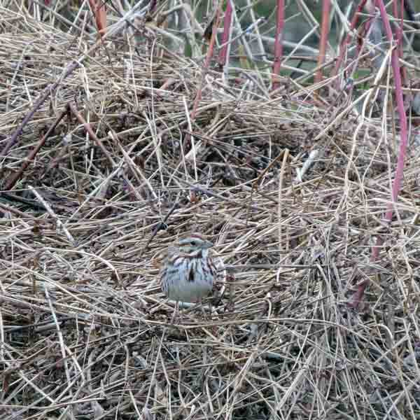 You can't see me here.  A Song Sparrow watched us pass by.