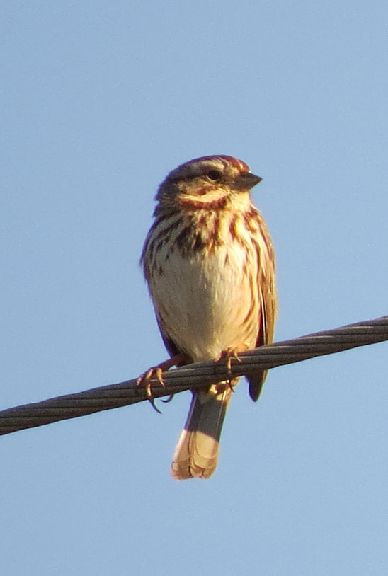 Perhaps the most common song is from the Song Sparrow.  They are everywhere and delightful.