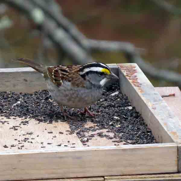 Just before we started out, this White-throated Sparrow was chowing down on thistle seed.
