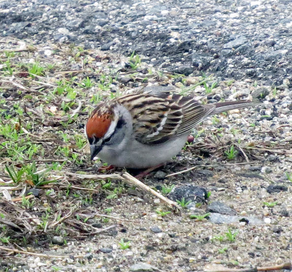 Chipping Sparrows were everywhere and singing steadily. (They just arrived in Vermont)