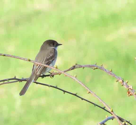 One of many European Phoebes.