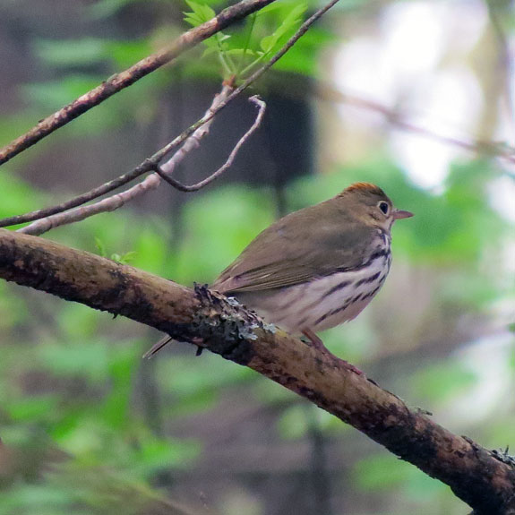 You can see just a bit of the orange crown bordered by black stripes.