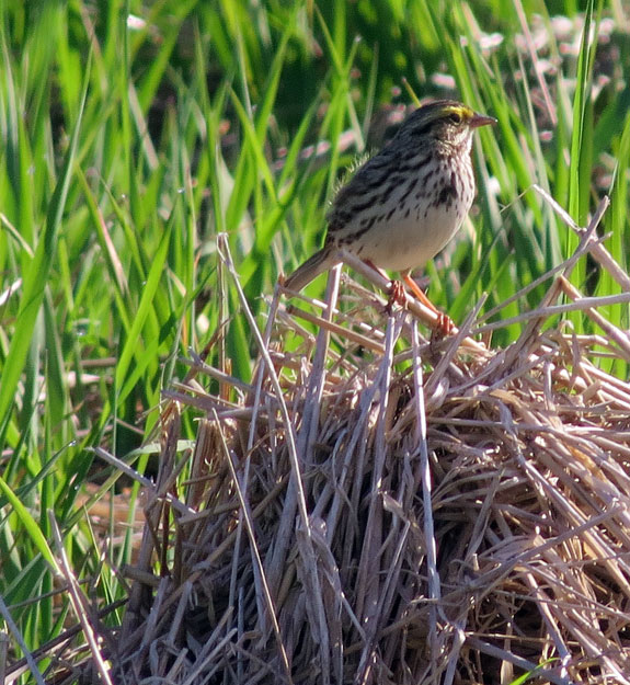 A Savannah Sparrow at the Sparrow Farm.