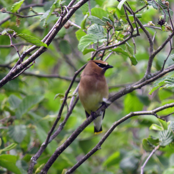 It's hard to beat Cedar Waxwings for looks - they are cool characters.