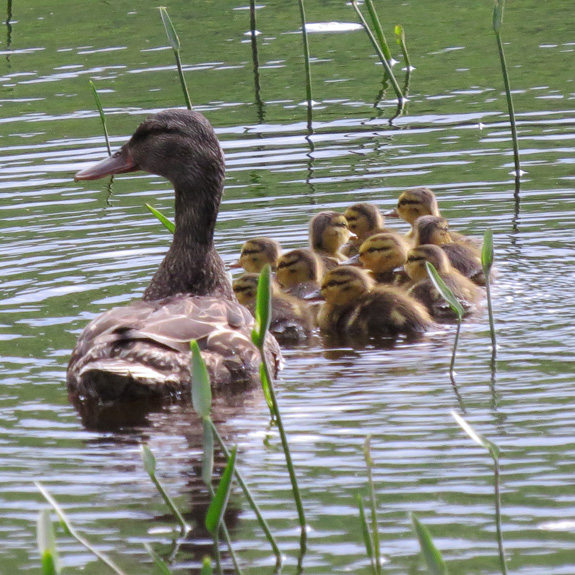 A female Mallard at Ricker Pond with quite a group of chicks.