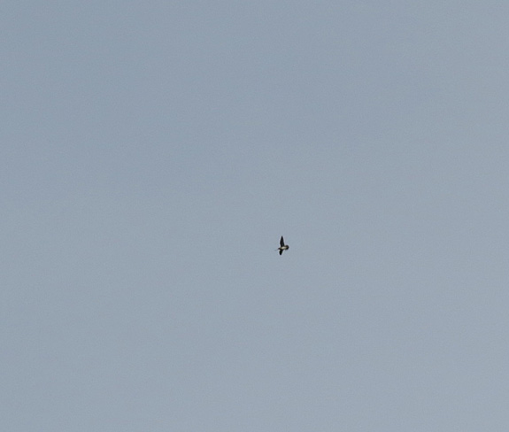You'll probably have to take my word that this is a high-flying snipe.  It is an amazing flier,