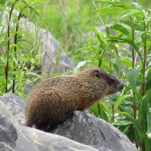 "I know I'm just a rodent but I am pretty cute."