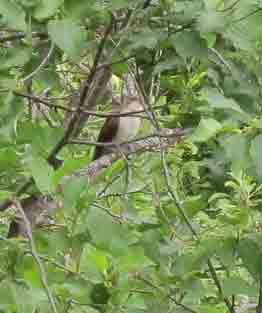 A Black-billed Cuckoo on Wood Road in North Middlesex, VT.
