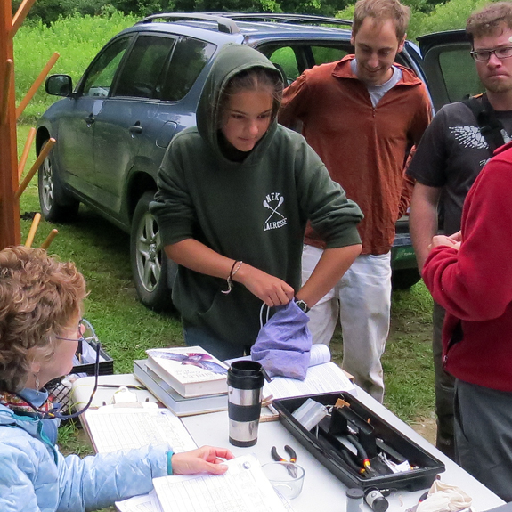 A young birder retrieves a bird from the bag in which it is held after capture.