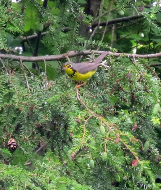 This guy is life bird 346 for me -- a long time coming.