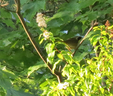 Yellowthroats love to hide in the underbrush -- and are a challenge to photograph.