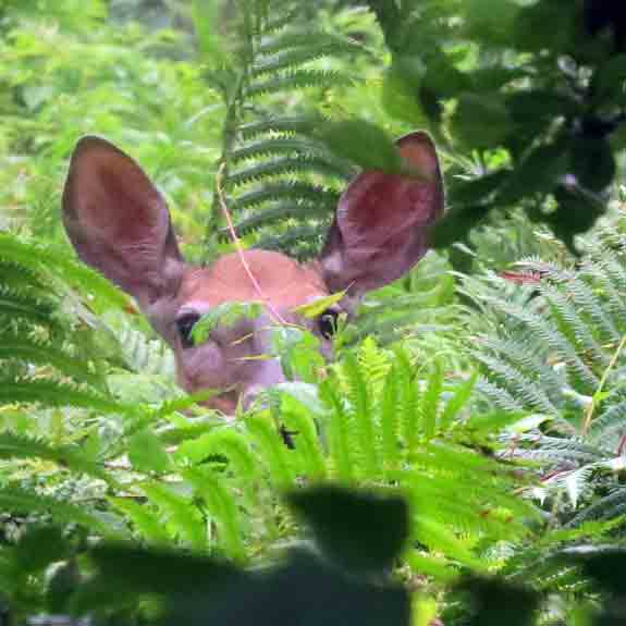 You can't see me -- I'm hidden in the ferns!