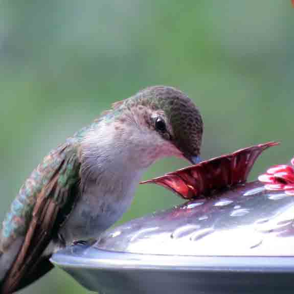 HummerAW