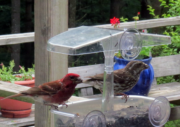 At times, purple finches swarm the feeders. 